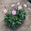 M11 DAHLIA 23 CM DALAYA ZARINA