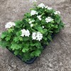 M14 PELARGON 12 CM STARRY WHITE