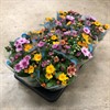 CHRYSANTHEMUM TRIXI 12 CM FRILLESÅS 1X12