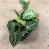 ANTHURIUM 12 CM SILVER BLUSH 1X8