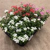 CATHARANTHUS 11 CM ROSEUS