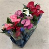 ANTHURIUM 12 CM MIX WOW-DEALS
