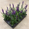 ANGELONIA 11 CM ANGELFACE 1X12