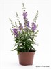 ANGELONIA 11 CM ANGELFACE 1X12