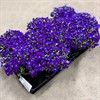 AUBRETIA 12 CM 1X10