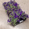 AUBRETIA 12 CM 1X10