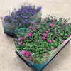 ASTER 10,5 CM VIKTORIA 1X15