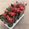 ANTHURIUM 12 CM LIVIUM ROSA STRIMMIG 1X10