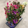 BOUGANVILLEA 17 CM MIX PYRAMID 1X6