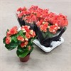 BEGONIA 13 CM RUNES ORANGE
