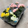 BEGONIA 12 CM MIX FÄRGER I LÅDAN  1X8
