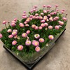 BELLIS 10 CM PERENNIS 1X15