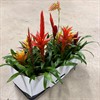 BROMELIA  9 CM GEMENGD MIX 1X18
