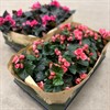 BEGONIA 12 CM CERISE,,RÖD DK 1X8