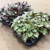 BEGONIA 12 CM REX 1X8