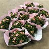 KALANCHOE 10,5 CM ROSA ENKELBL 1X12