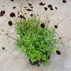 COSMOS 13 CM CHOCAOCHERRY 1X8