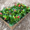 BEGONIA 8 CM ISBEG. GRÖNBLADIG RÖD
