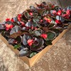 BEGONIA 8 CM ISBEG.MÖRKBLADIG RÖD