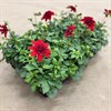 DAHLIA 12 CM MIDI BURGUNDY MÅLSTA