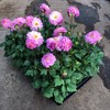 DAHLIA 12 CM MIDI ROSA MÅLSTA