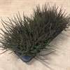 CALLUNA 12 CM ZALINA SVART/GRÖN 1X8