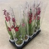 BURRAGERA 12 CM NELLY ISLER  1X10