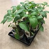 CAPSICUM 10 CM TAPAS PADRON 1X12