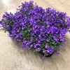 CAMPANULA 10.5 CM PORT BLÅ 1X8