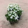 CAMPANULA 11 CM ISOPH. ATLANTA VIT 1X8