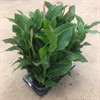CANNA 17 CM TENERIFE  1X6