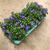 CAMPANULA 11 CM ISOPH. DUBLIN BLÅ 1X8