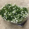 CAMPANULA 10,5 CM WHITE GET MEE 1X8