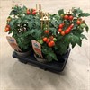 TOMAT 14 CM SNACK  1X4