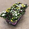 CHRYSANTHEMUM 12 CM CARNAVAL 1X10