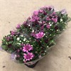 CHRYSANTHEMUM 12 CM CARNAVAL 1X10