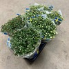 CHRYSANTHEMUM 15 CM X-BOLL