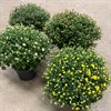 CHRYSANTHEMUM 19 CM  X- BOLL WOW-DEALS