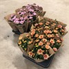 CHRYSANTHEMUM 12 CM MARIESTAD  1X10