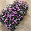 DIANTHUS 10,5 CM PINK KISSES