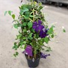 CLEMATIS 19 CM GARLAND PURPLE 1X1