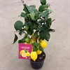 CITRUS 20 CM CITRON PÅ STAM