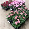 DIANTHUS 11 CM OSCAR DK 1X14