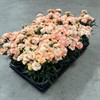 DIANTHUS 11 CM OSCAR APRICOS 1X14