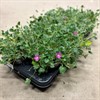 ERODIUM 13 CM ROSA 1X8