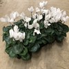 CYKLAMEN 13 CM VIT DK  1X6