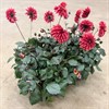 DAHLIA 14 CM ÅRETS VIKTORIA ARVIDSOSON