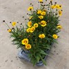 COREOPSIS 17 CM LANCEOLAT