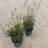 GAURA 18 CM ROSA MÄLARÖ VECKANS