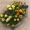 GAZANIA 12 CM HYBRID 1X12